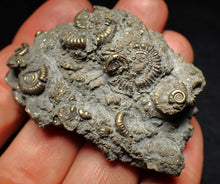 Load image into Gallery viewer, Large pyrite multi-ammonite fossil Crucilobiceras (55 mm)
