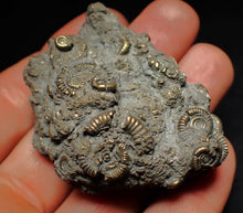 Load image into Gallery viewer, Large pyrite multi-ammonite fossil Crucilobiceras (55 mm)
