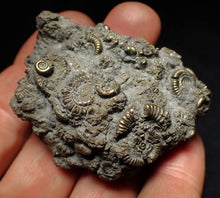 Load image into Gallery viewer, Large pyrite multi-ammonite fossil Crucilobiceras (55 mm)
