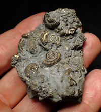 Load image into Gallery viewer, Large pyrite multi-ammonite fossil Crucilobiceras (55 mm)
