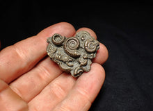 Load image into Gallery viewer, High-quality pyrite multi-ammonite fossil Crucilobiceras (37 mm)
