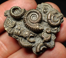 Load image into Gallery viewer, High-quality pyrite multi-ammonite fossil Crucilobiceras (37 mm)
