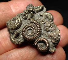 Load image into Gallery viewer, High-quality pyrite multi-ammonite fossil Crucilobiceras (37 mm)
