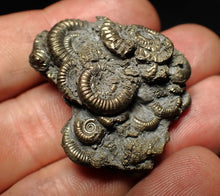 Load image into Gallery viewer, High-quality pyrite multi-ammonite fossil Crucilobiceras (37 mm)

