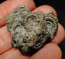 Load image into Gallery viewer, High-quality pyrite multi-ammonite fossil Crucilobiceras (37 mm)
