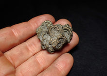 Load image into Gallery viewer, High-quality pyrite multi-ammonite fossil Crucilobiceras (37 mm)
