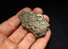 Load image into Gallery viewer, Pyrite multi-ammonite fossil Crucilobiceras &amp; Gleviceras (56 mm)
