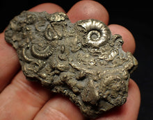 Load image into Gallery viewer, Pyrite multi-ammonite fossil Crucilobiceras &amp; Gleviceras (56 mm)
