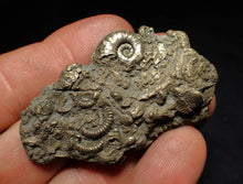 Load image into Gallery viewer, Pyrite multi-ammonite fossil Crucilobiceras &amp; Gleviceras (56 mm)
