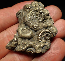 Load image into Gallery viewer, Pyrite multi-ammonite fossil Crucilobiceras (43 mm)
