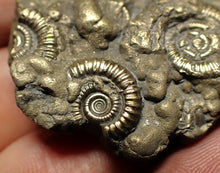 Load image into Gallery viewer, Pyrite multi-ammonite fossil Crucilobiceras (43 mm)
