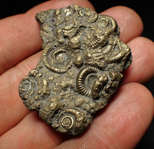 Load image into Gallery viewer, Pyrite multi-ammonite fossil Crucilobiceras (43 mm)
