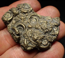 Load image into Gallery viewer, Pyrite multi-ammonite fossil Crucilobiceras (43 mm)
