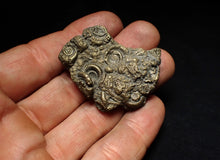 Load image into Gallery viewer, Pyrite multi-ammonite fossil Crucilobiceras (43 mm)

