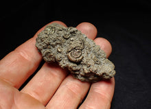 Load image into Gallery viewer, Large pyrite multi-ammonite fossil Crucilobiceras (60 mm)
