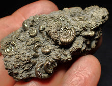 Load image into Gallery viewer, Large pyrite multi-ammonite fossil Crucilobiceras (60 mm)
