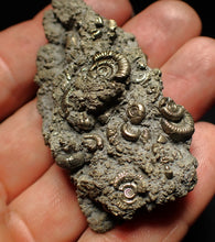 Load image into Gallery viewer, Large pyrite multi-ammonite fossil Crucilobiceras (60 mm)
