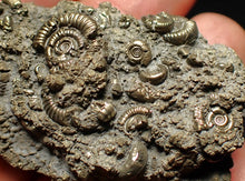 Load image into Gallery viewer, Large pyrite multi-ammonite fossil Crucilobiceras (60 mm)

