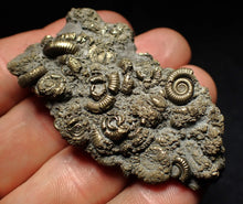 Load image into Gallery viewer, Large pyrite multi-ammonite fossil Crucilobiceras (60 mm)

