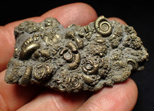 Load image into Gallery viewer, Large pyrite multi-ammonite fossil Crucilobiceras (60 mm)
