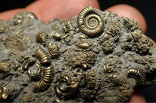 Load image into Gallery viewer, Large pyrite multi-ammonite fossil Crucilobiceras (60 mm)
