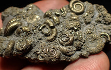 Load image into Gallery viewer, Large pyrite multi-ammonite fossil Crucilobiceras (60 mm)
