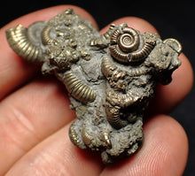 Load image into Gallery viewer, High-quality pyrite multi-ammonite fossil Crucilobiceras (43 mm)

