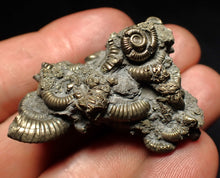 Load image into Gallery viewer, High-quality pyrite multi-ammonite fossil Crucilobiceras (43 mm)

