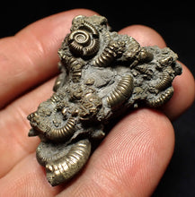 Load image into Gallery viewer, High-quality pyrite multi-ammonite fossil Crucilobiceras (43 mm)
