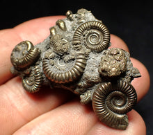 Load image into Gallery viewer, High-quality pyrite multi-ammonite fossil Crucilobiceras (43 mm)
