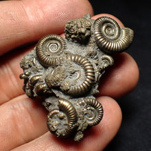 Load image into Gallery viewer, High-quality pyrite multi-ammonite fossil Crucilobiceras (43 mm)
