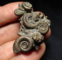 Load image into Gallery viewer, High-quality pyrite multi-ammonite fossil Crucilobiceras (43 mm)
