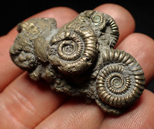 Load image into Gallery viewer, Pyrite multi-ammonite fossil Crucilobiceras (45 mm)
