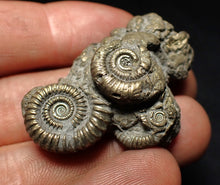 Load image into Gallery viewer, Pyrite multi-ammonite fossil Crucilobiceras (45 mm)

