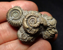 Load image into Gallery viewer, Pyrite multi-ammonite fossil Crucilobiceras (45 mm)
