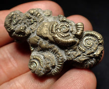 Load image into Gallery viewer, Pyrite multi-ammonite fossil Crucilobiceras (45 mm)
