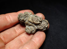 Load image into Gallery viewer, Pyrite multi-ammonite fossil Crucilobiceras (45 mm)

