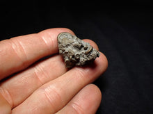 Load image into Gallery viewer, Full pyrite multi-ammonite fossil (30 mm) Crucilobiceras
