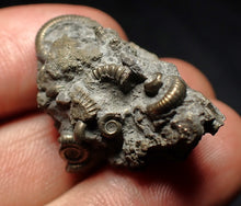 Load image into Gallery viewer, Full pyrite multi-ammonite fossil (30 mm) Crucilobiceras
