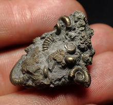 Load image into Gallery viewer, Full pyrite multi-ammonite fossil (30 mm) Crucilobiceras
