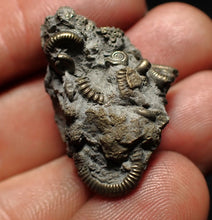 Load image into Gallery viewer, Full pyrite multi-ammonite fossil (30 mm) Crucilobiceras
