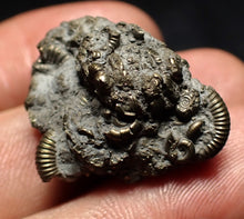 Load image into Gallery viewer, Full pyrite multi-ammonite fossil (30 mm) Crucilobiceras
