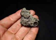 Load image into Gallery viewer, Full pyrite multi-ammonite fossil (51 mm) Crucilobiceras
