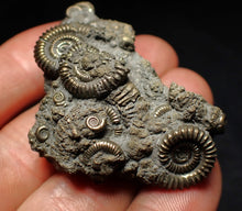 Load image into Gallery viewer, Full pyrite multi-ammonite fossil (51 mm) Crucilobiceras
