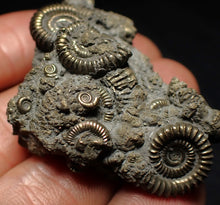 Load image into Gallery viewer, Full pyrite multi-ammonite fossil (51 mm) Crucilobiceras
