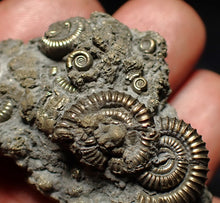 Load image into Gallery viewer, Full pyrite multi-ammonite fossil (51 mm) Crucilobiceras
