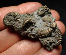 Load image into Gallery viewer, Full pyrite multi-ammonite fossil (51 mm) Crucilobiceras

