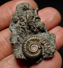 Load image into Gallery viewer, Full pyrite multi-ammonite fossil (42 mm) Crucilobiceras
