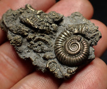 Load image into Gallery viewer, Full pyrite multi-ammonite fossil (42 mm) Crucilobiceras
