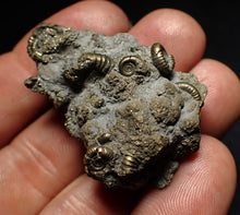 Load image into Gallery viewer, Full pyrite multi-ammonite fossil (42 mm) Crucilobiceras
